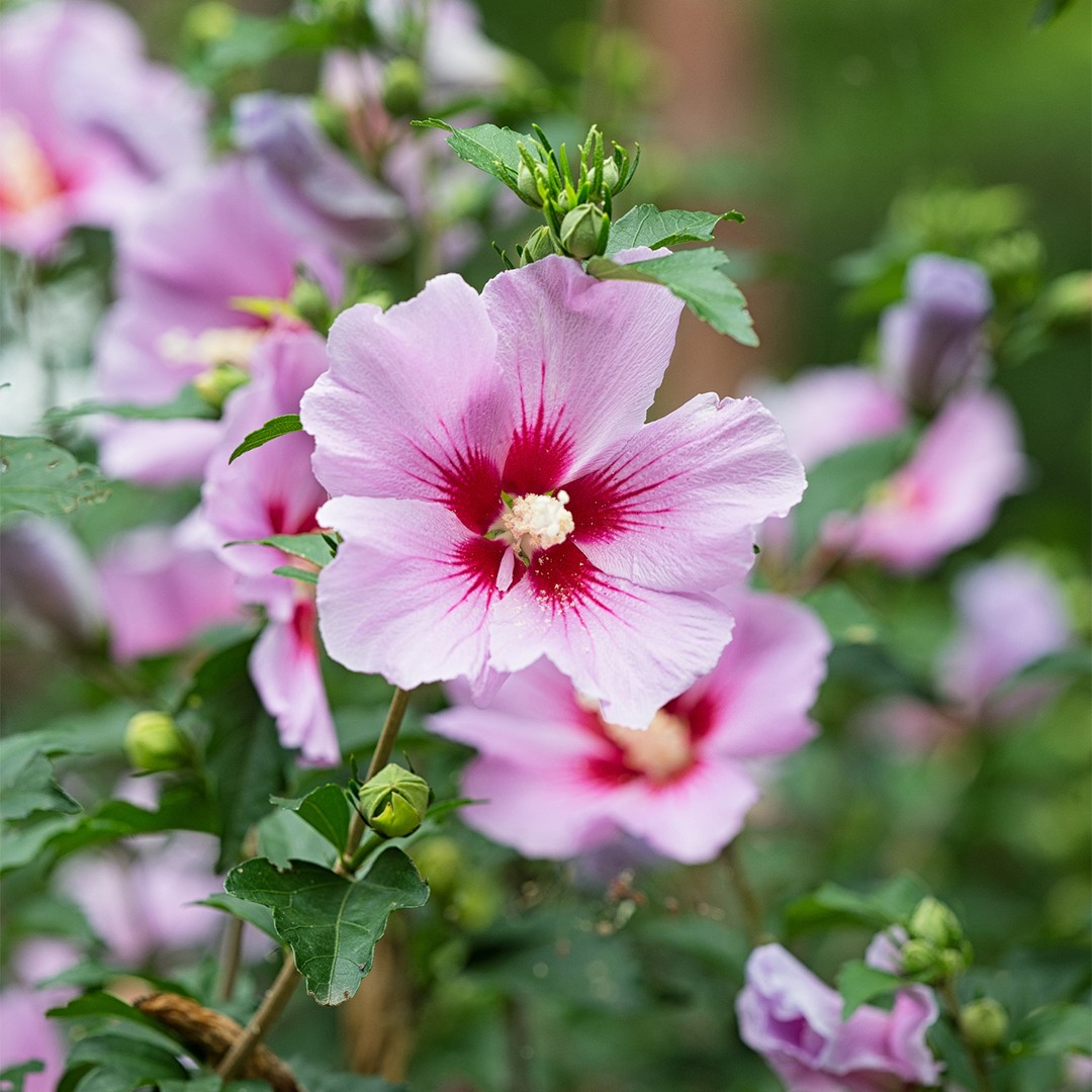 Rose of Sharon (Hibiscus syriacus): Plant Guide