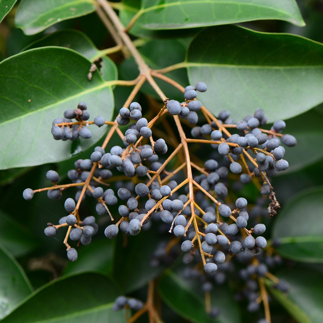 Ligustrum