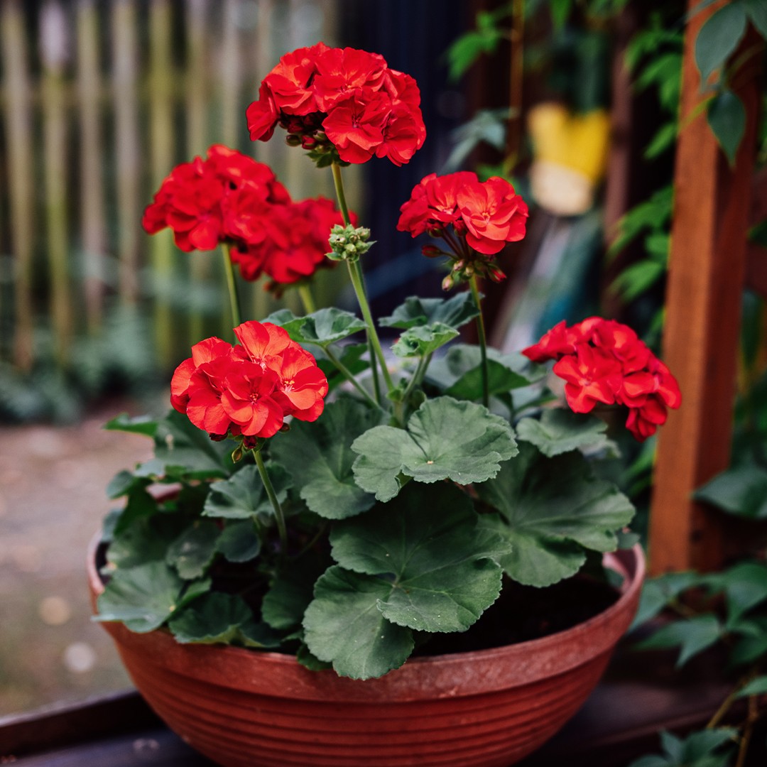 Image of Geranium all summer joy plant with striped flowers