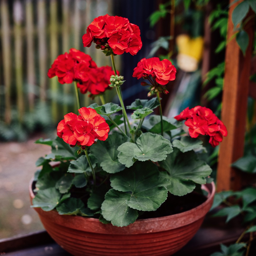 Zonal geranium (Pelargonium hortorum) Flower, Leaf, Care, Uses - PictureThis