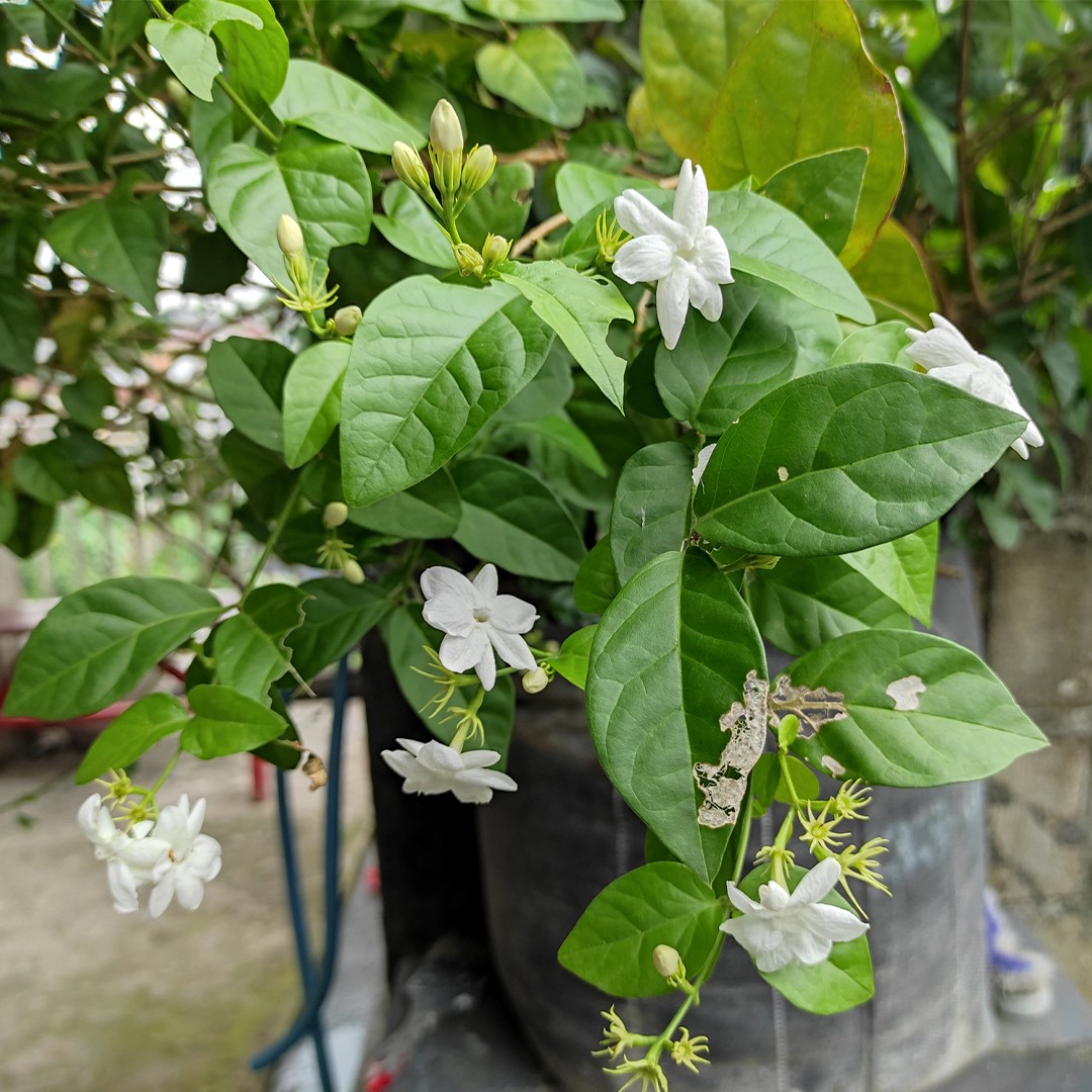 Persian Jasmine