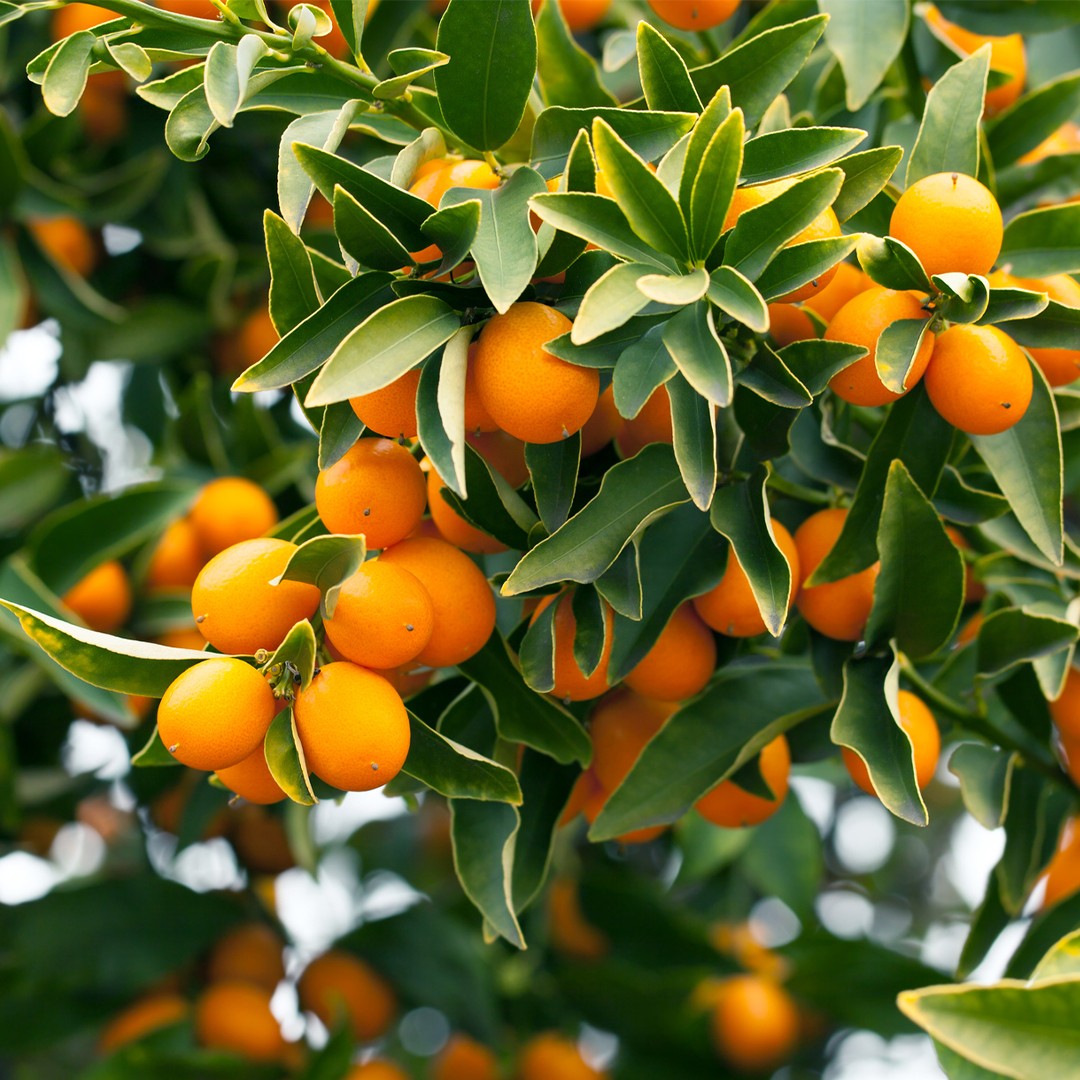 キンカン 'Kumquat' (Citrus japonica 'Kumquat') - PictureThis