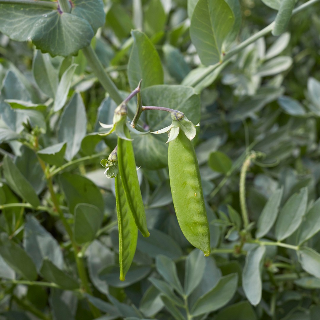 Виды гороха посевного. Pisum sativum. Горох посевной. Усики гороха. Усик гороха.