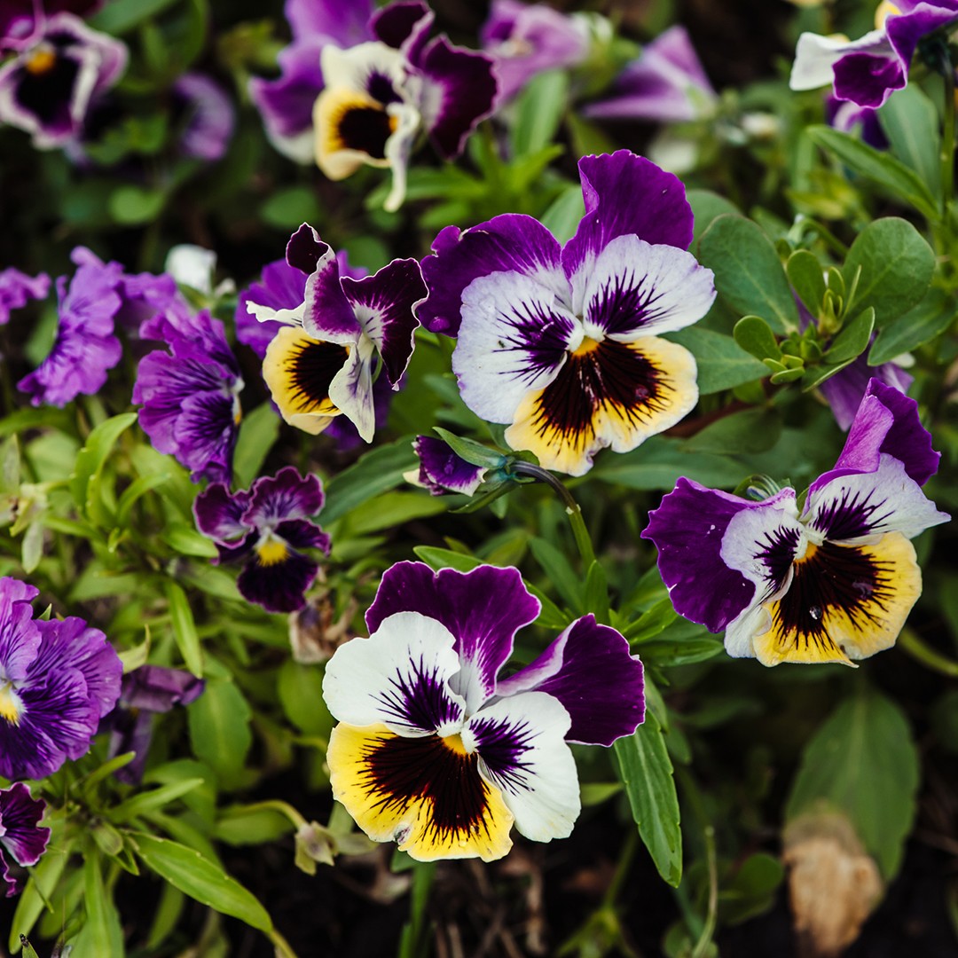 Purple And Yellow Pansy Flower