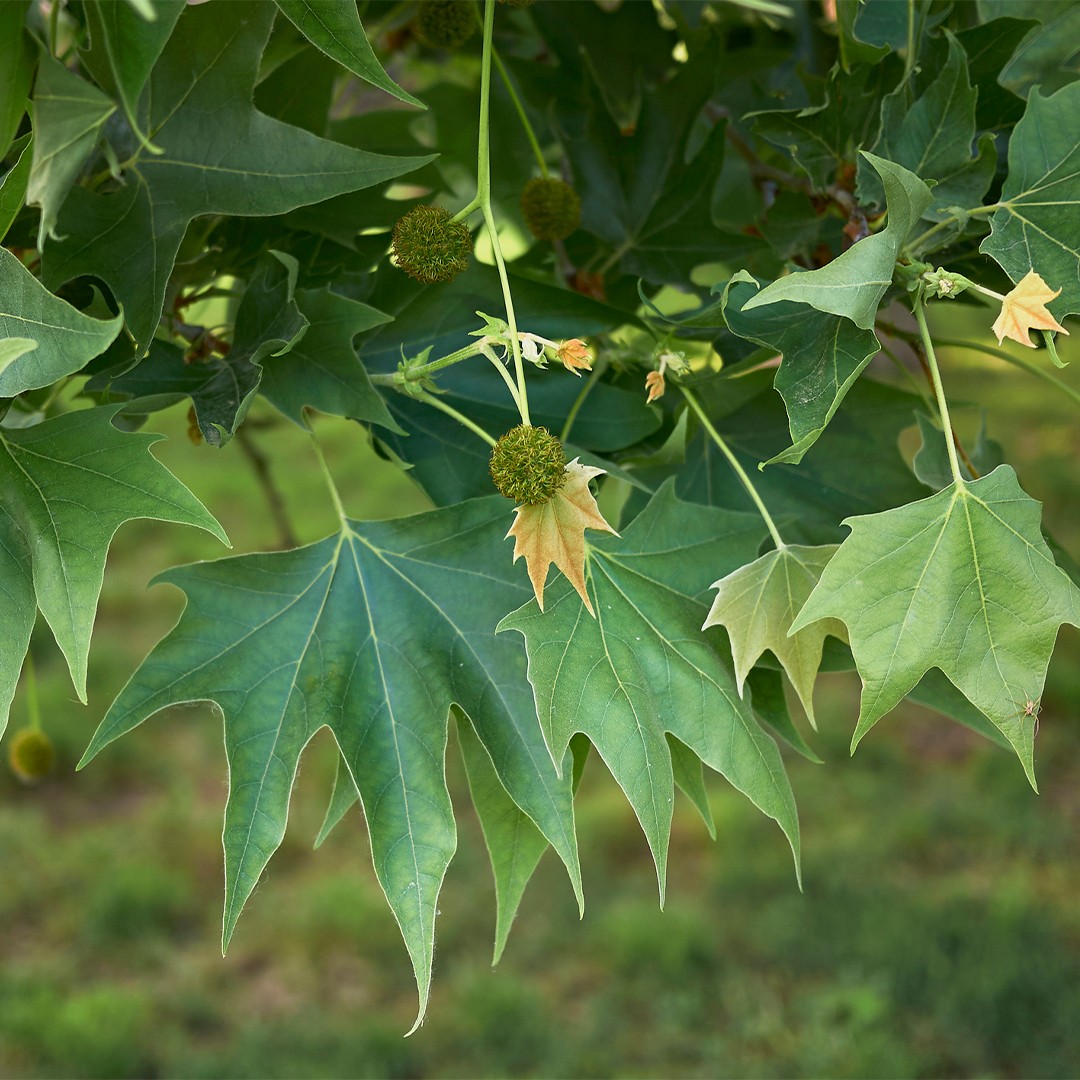 Plane trees Care (Watering, Fertilize, Pruning, Propagation) - PictureThis