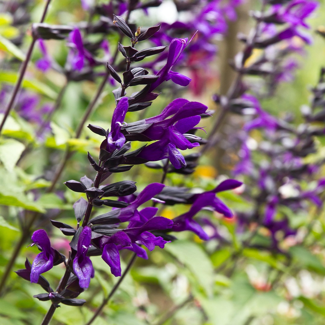 Salvia hybrid - PictureThis