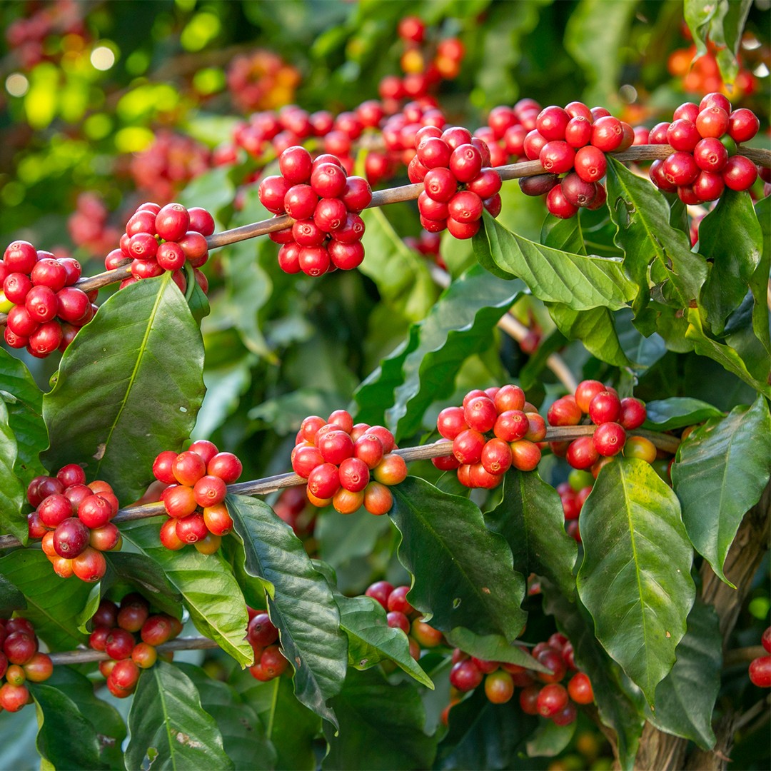 Pianta del Caffè (Coffea)