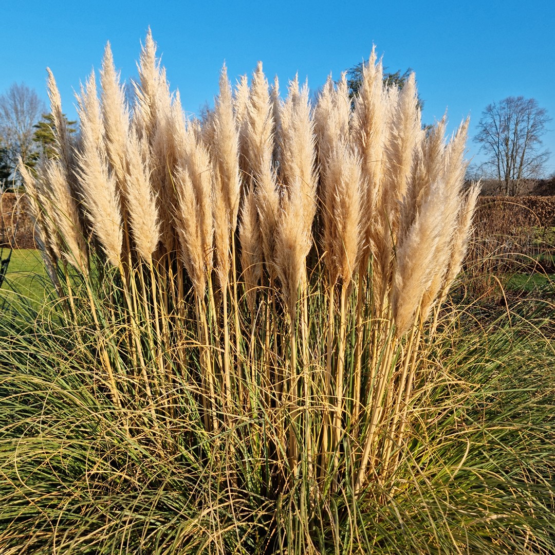 Pampas grass, Drought-tolerant, Ornamental, Invasive