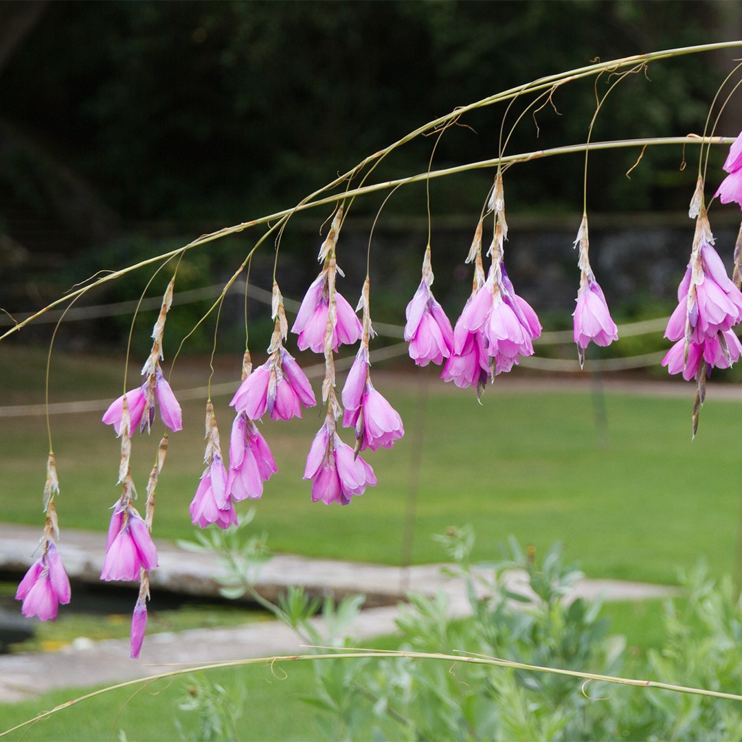 Dierama pulcherrimum / Angel's Fishing Rod / Evergreen Perennial / 30 Seeds