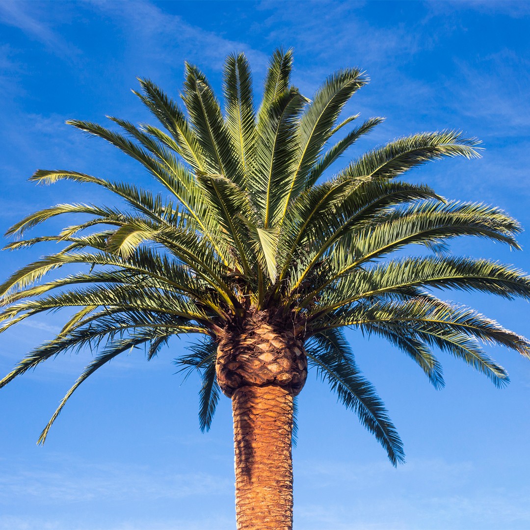 Palmier des Canaries : plantation, entretien, soin