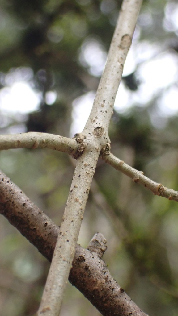 California privet (Ligustrum ovalifolium) - PictureThis