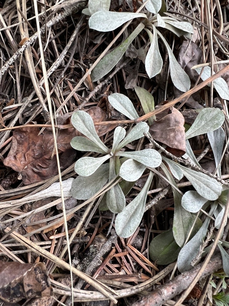 エゾノチチコグサ属 (Antennaria)