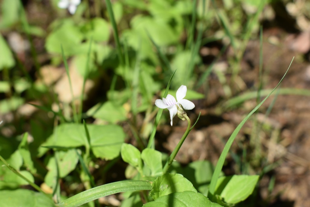 ニョイスミレ(如意菫) (Viola arcuata) 花言葉,毒性,よくある質問 - PictureThis