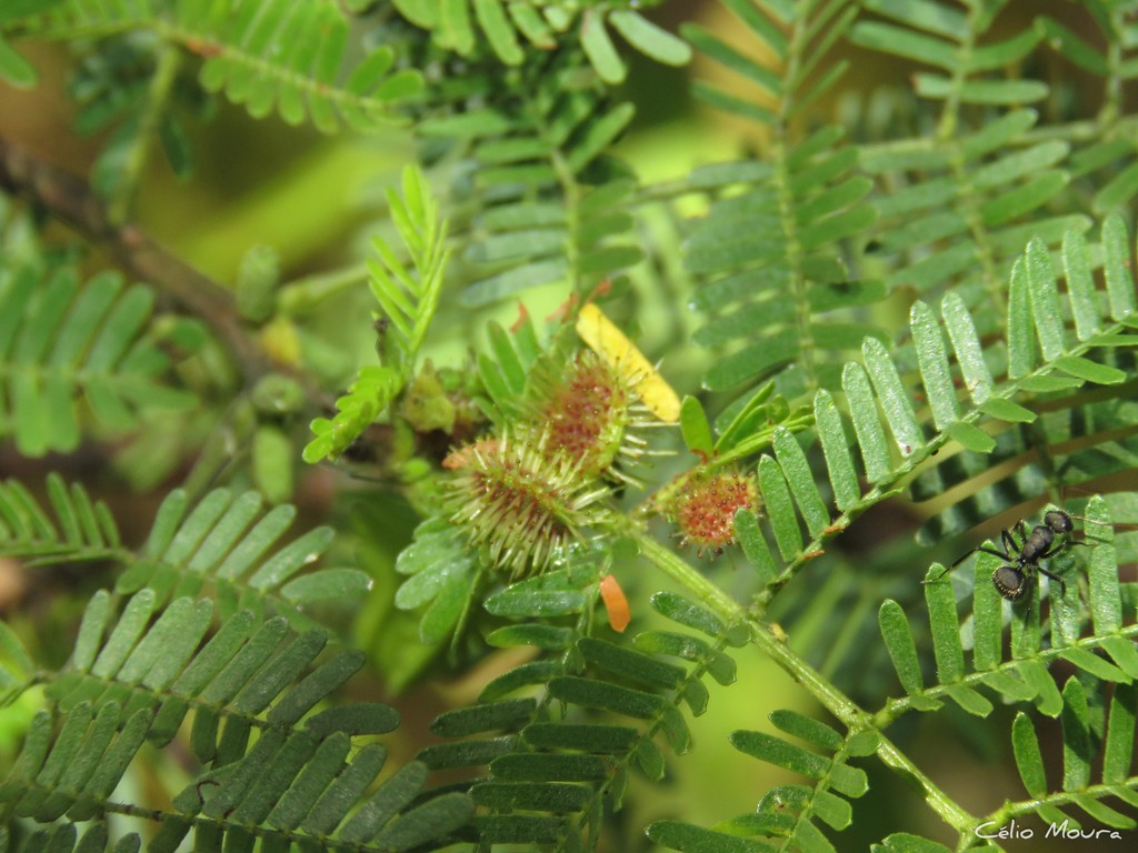 Black jurema (Mimosa tenuiflora) - PictureThis