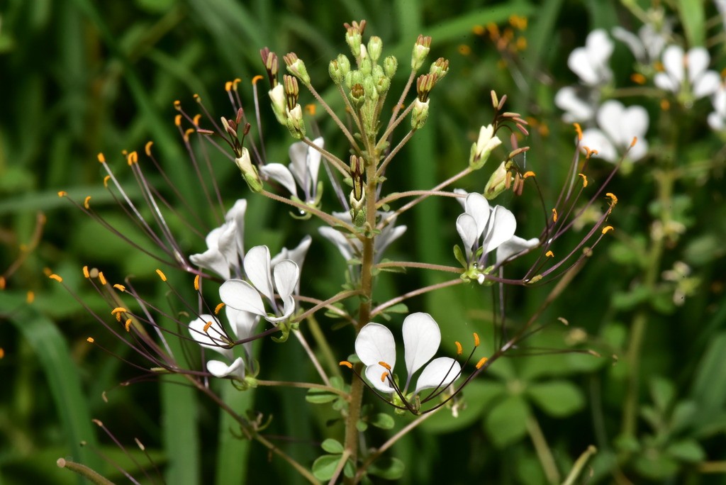 Shona cabbage (Gynandropsis gynandra) Flower, Leaf, Care, Uses