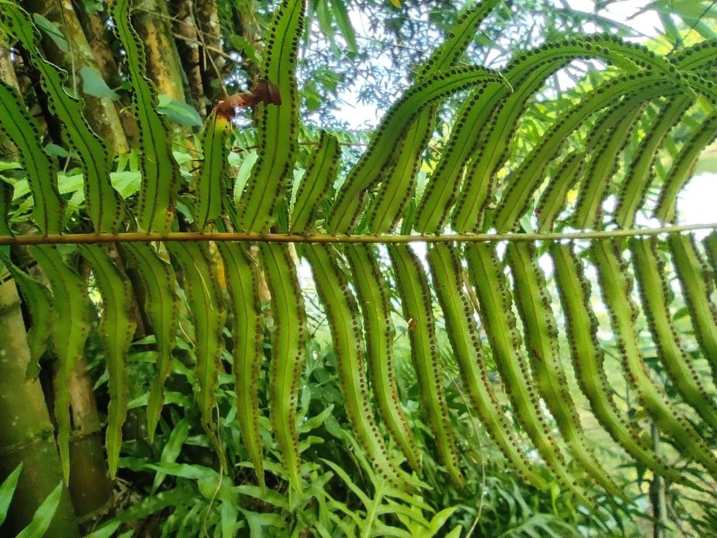 特大　鳳尾貫衆　ホウビカンジュ ホウビカンジュ（鳳尾貫衆） (ケア, 特徴, 分布, 画像)