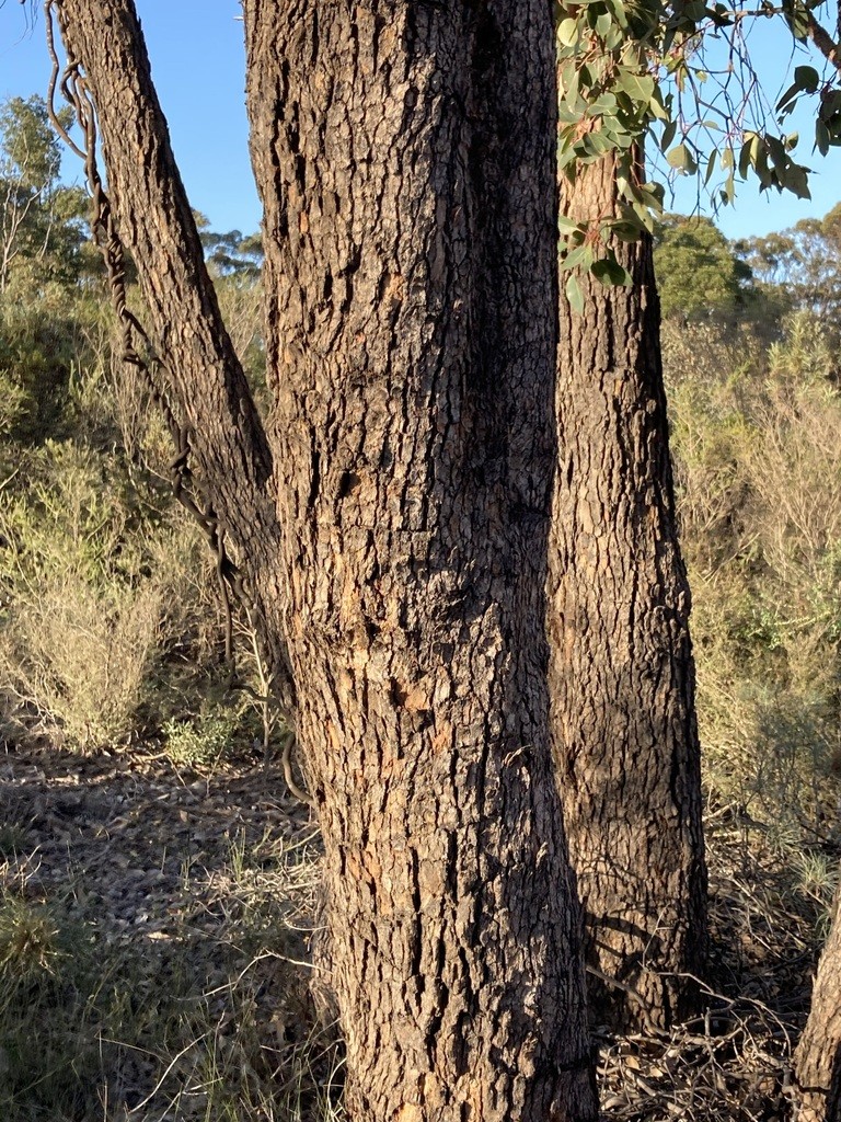 Red gum (Corymbia calophylla) Flower, Leaf, Care, Uses PictureThis