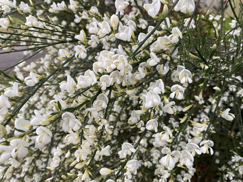 白花エニシダ (Cytisus praecox) - PictureThis