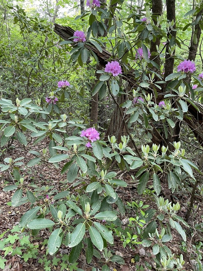 Catawba rosebay - Rhododendron catawbiense (Care, Characteristics, Flower,  Images, Toxic)