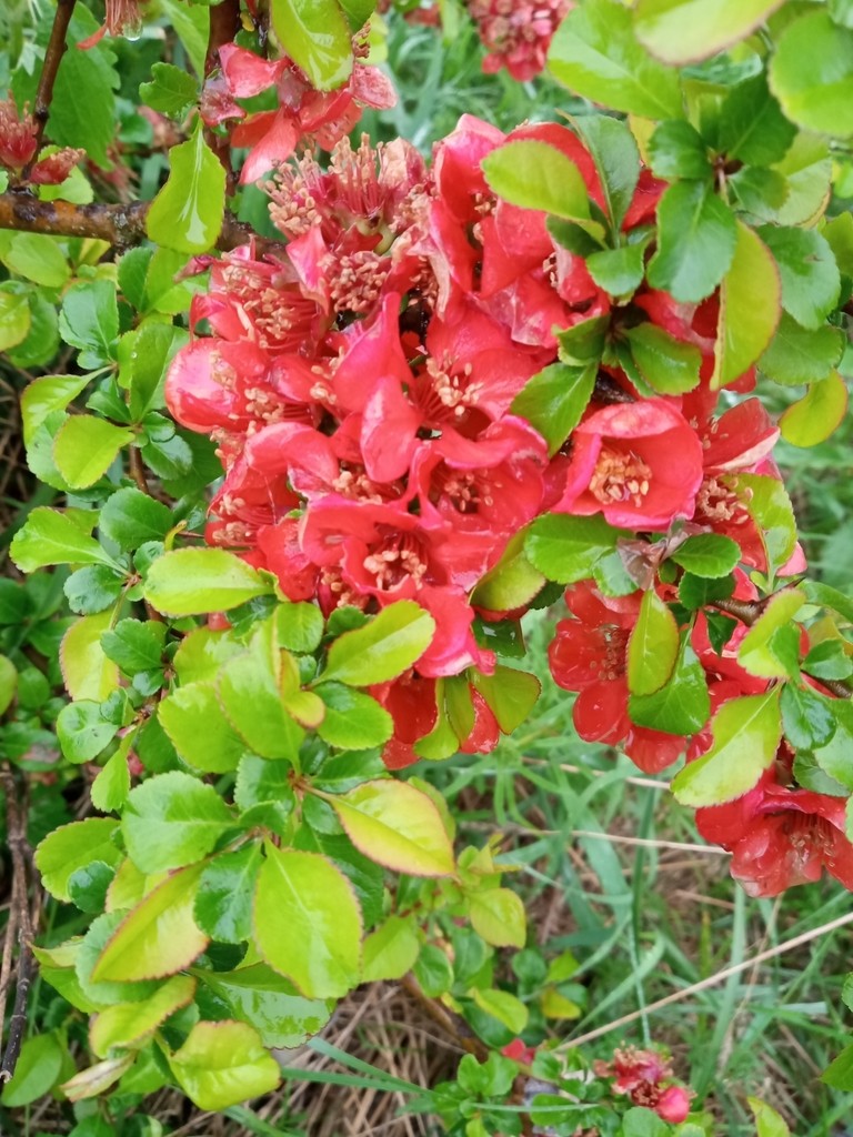 풀명자 (관리, 특징, 꽃, 이미지)