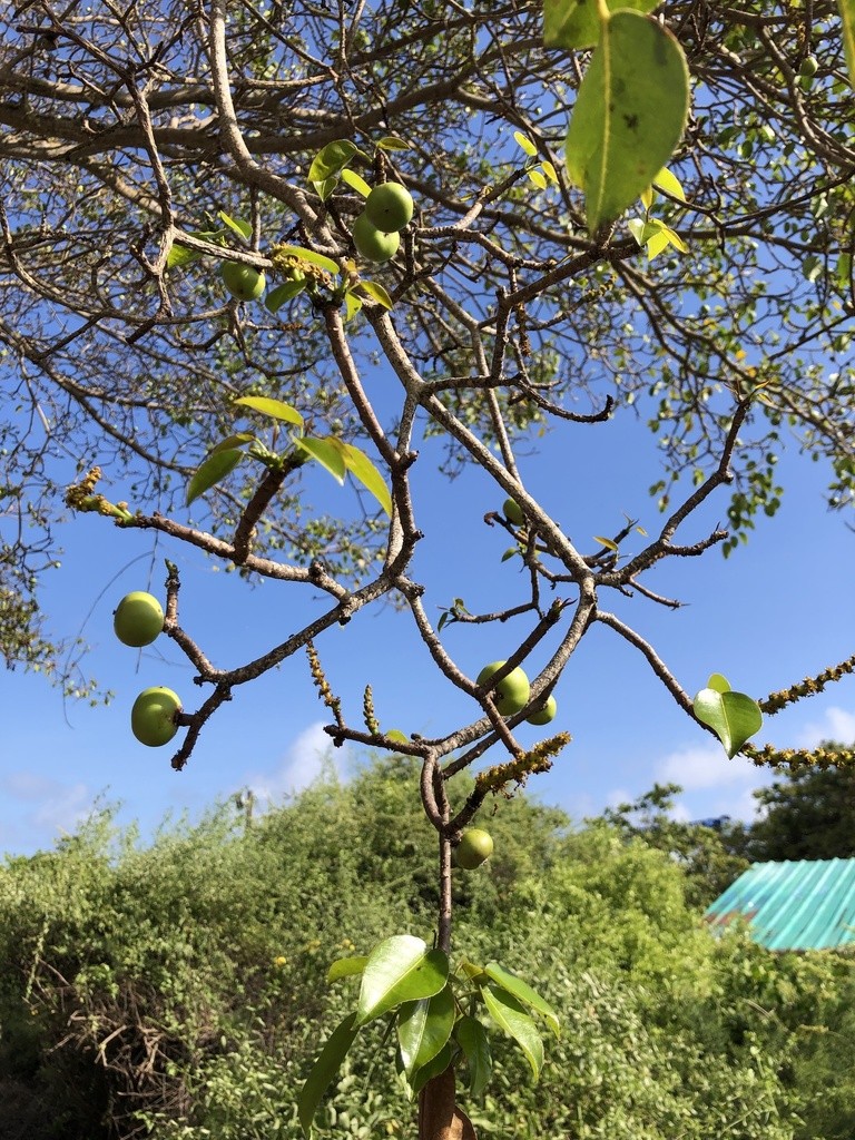 Manchineel - Hippomane mancinella (Taxonomy, Characteristics, Distribution,  Images)