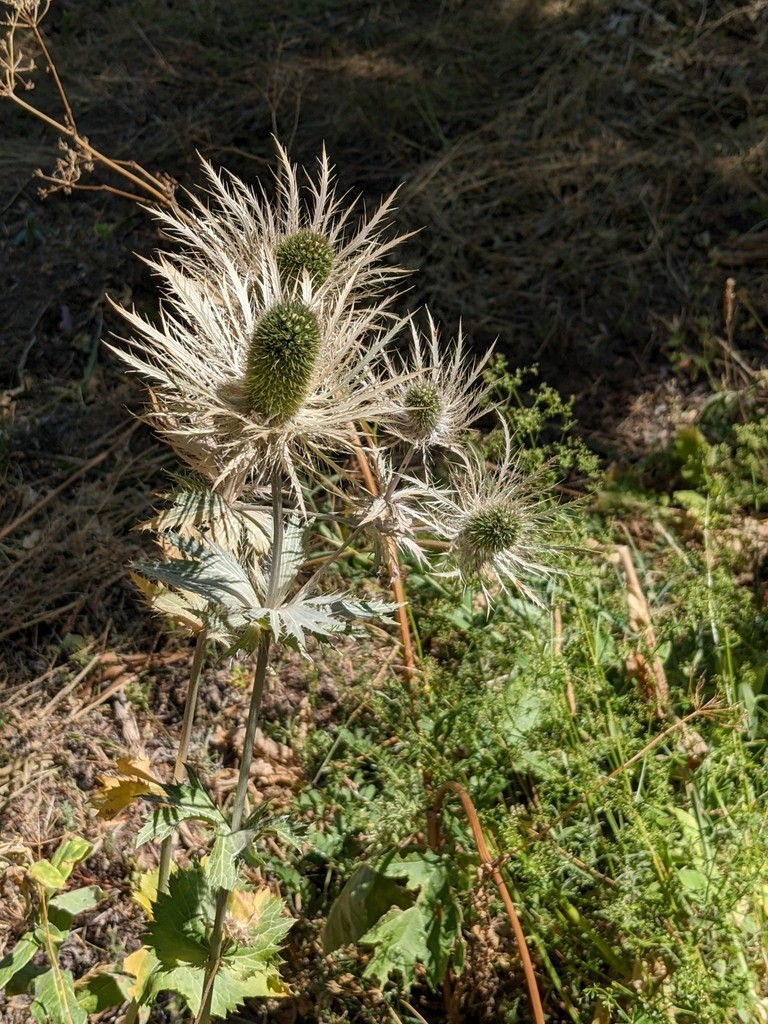 Mikołajek alpejski (Eryngium alpinum) PictureThis