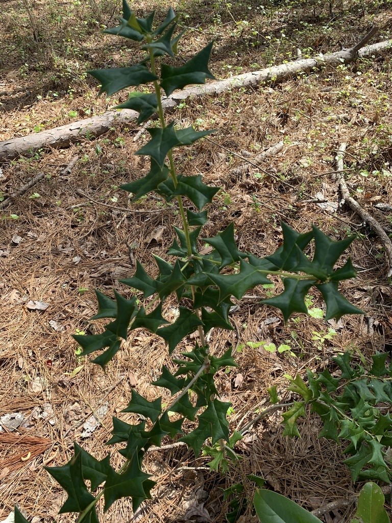 thuja occidentalis homeopathic remedy Thuja occidentalis