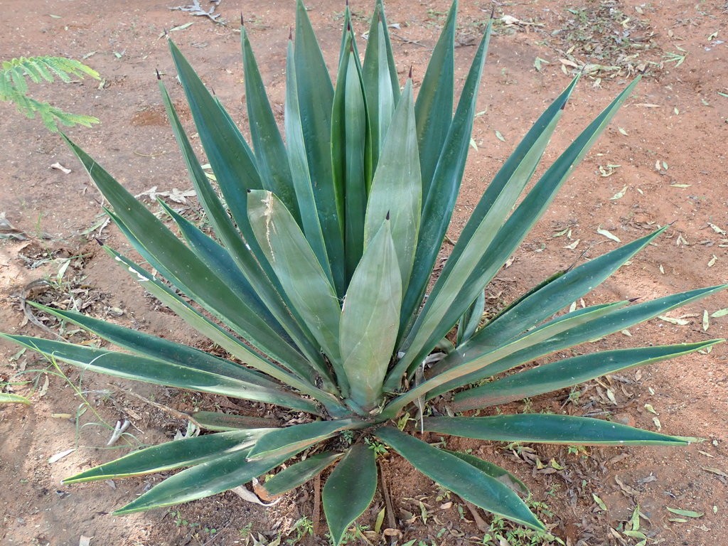 Sisal - Agave sisalana (Care, Characteristics, Invasive, Images)