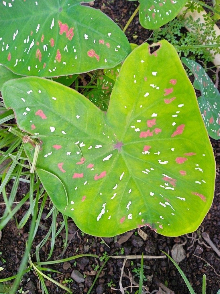 Elefantenohr - Caladium bicolor (Pflege, Merkmale, Invasiv, Bilder, Giftig)