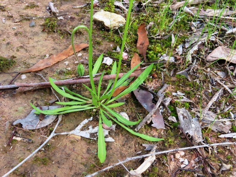 Yam daisy (Microseris lanceolata) Flower, Leaf, Care, Uses PictureThis