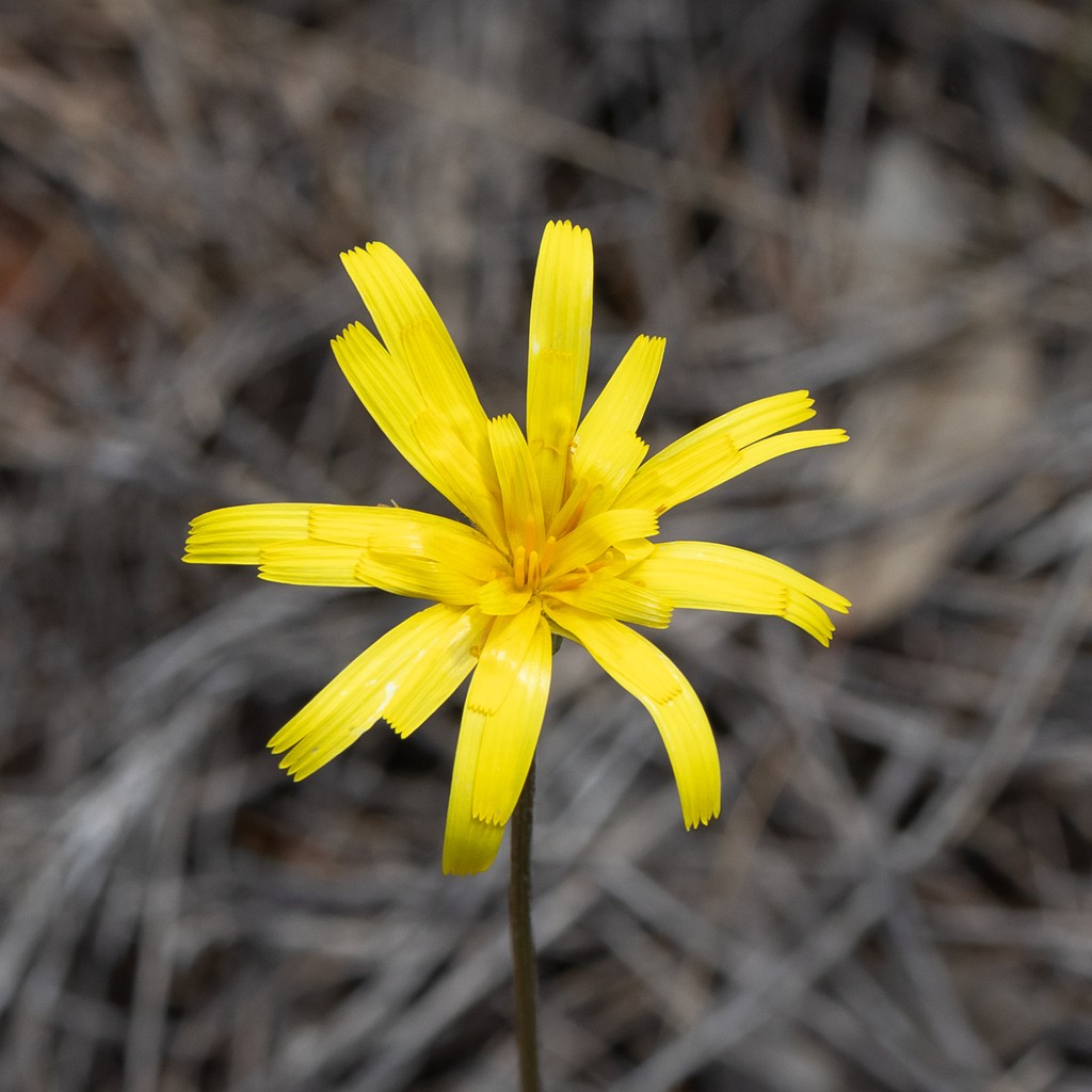 Yam daisy plant care Yam daisy plant care