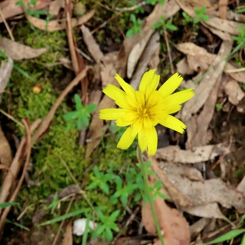 Yam daisy (Microseris lanceolata) Flower, Leaf, Care, Uses PictureThis