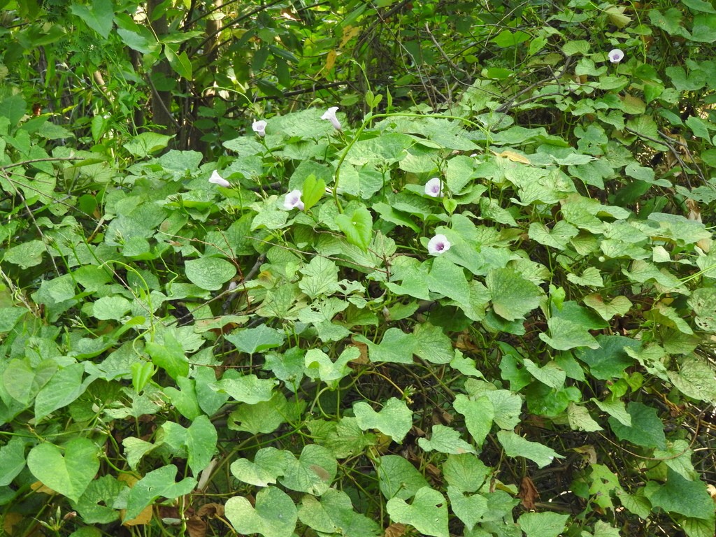 Camote | HerbaZest, image size:1024x768