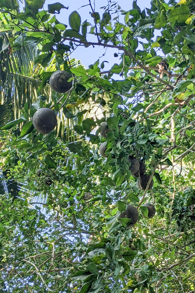 How to Plant and Grow Bael fruit(Aegle marmelos)