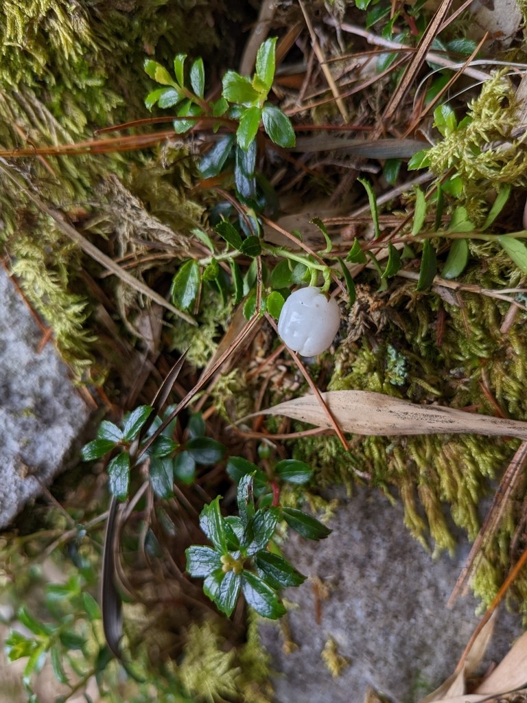 Evergreen shrubs Care (Watering, Fertilize, Pruning, Propagation