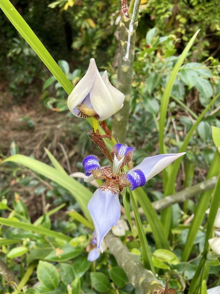 Neomarica northiana - Neomarica northiana (Cuidado