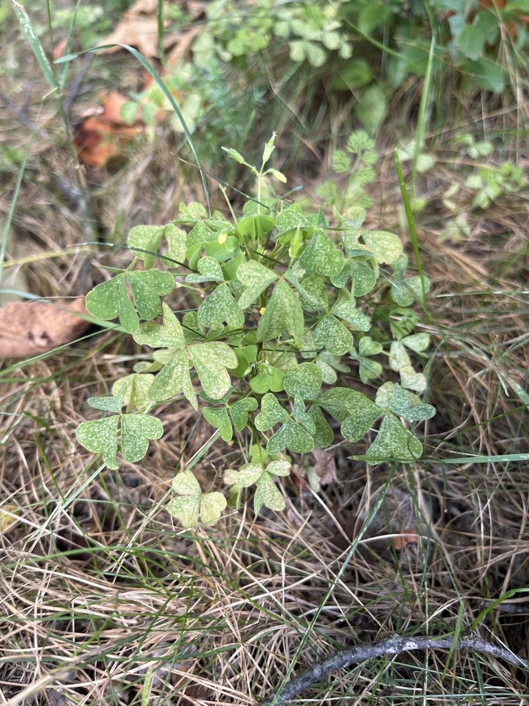 Wood sorrels (Oxalis) Flower, Leaf, Care, Uses PictureThis