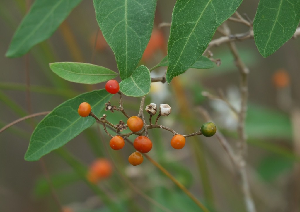 Hoja blanca (Solanum donianum) PictureThis