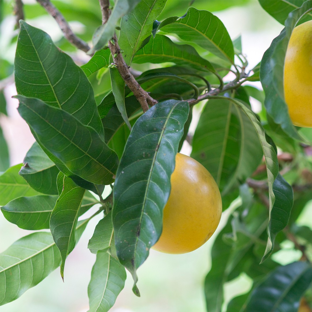 Lucuma (Pouteria caimito) - PictureThis