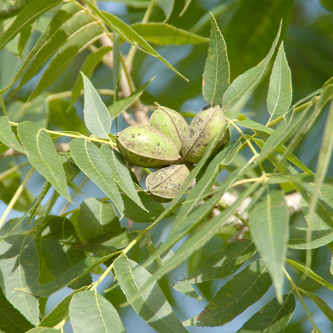 Pecan (Carya illinoinensis) Flower, Leaf, Care, Uses PictureThis