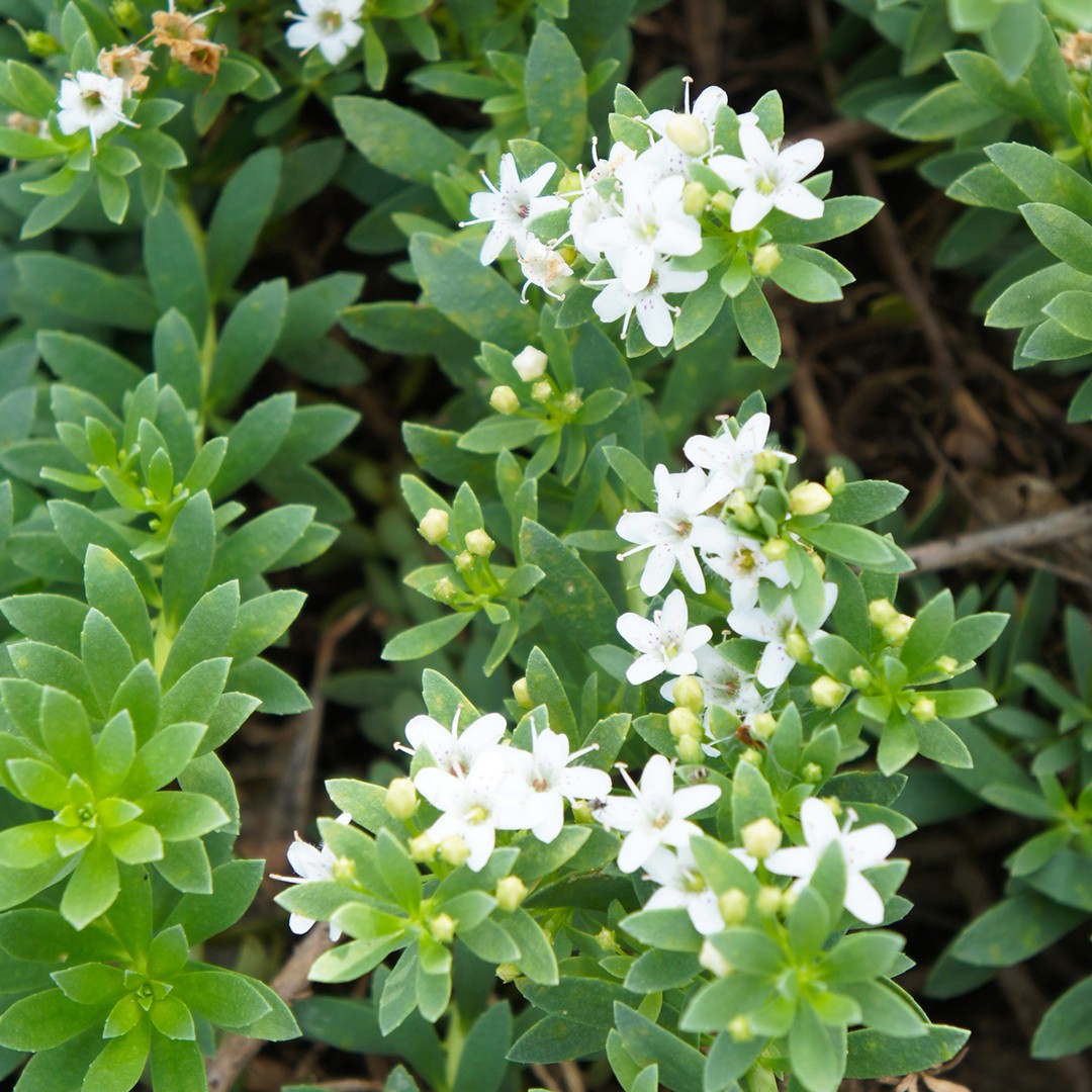 Myoporum Flower, Leaf, Care, Uses - PictureThis