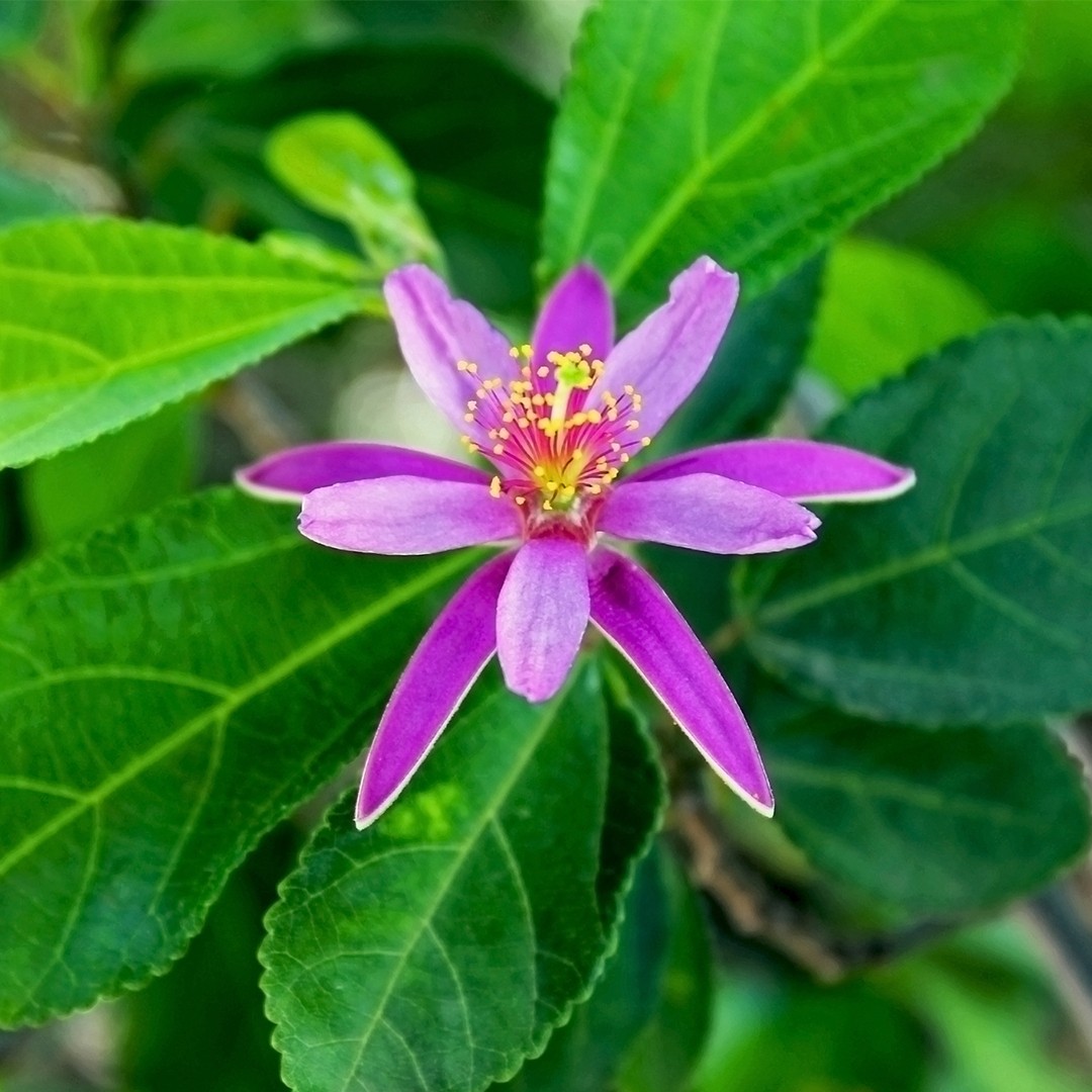 Grewia Flower, Leaf, Care, Uses - PictureThis