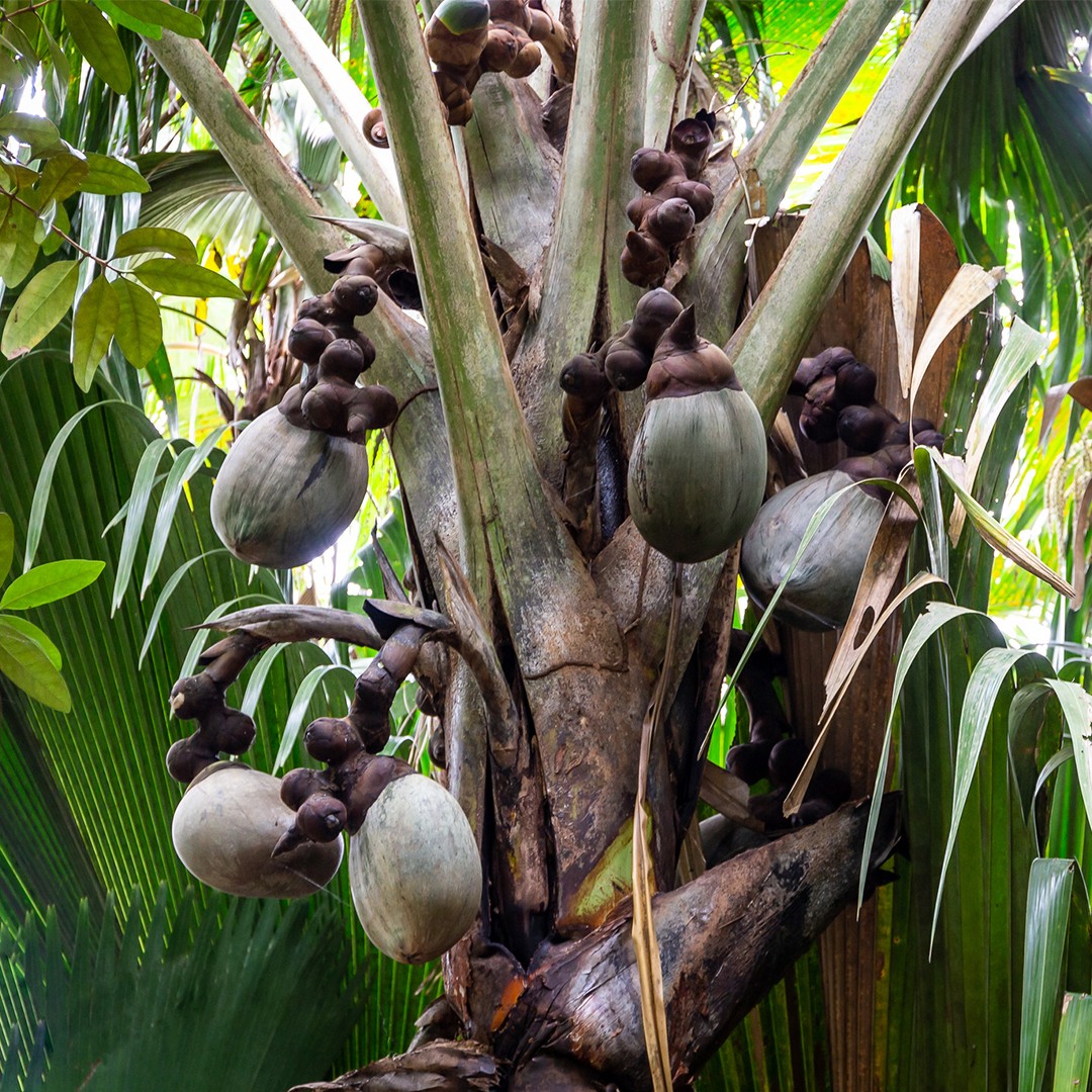 Сейшельская пальма (Lodoicea)