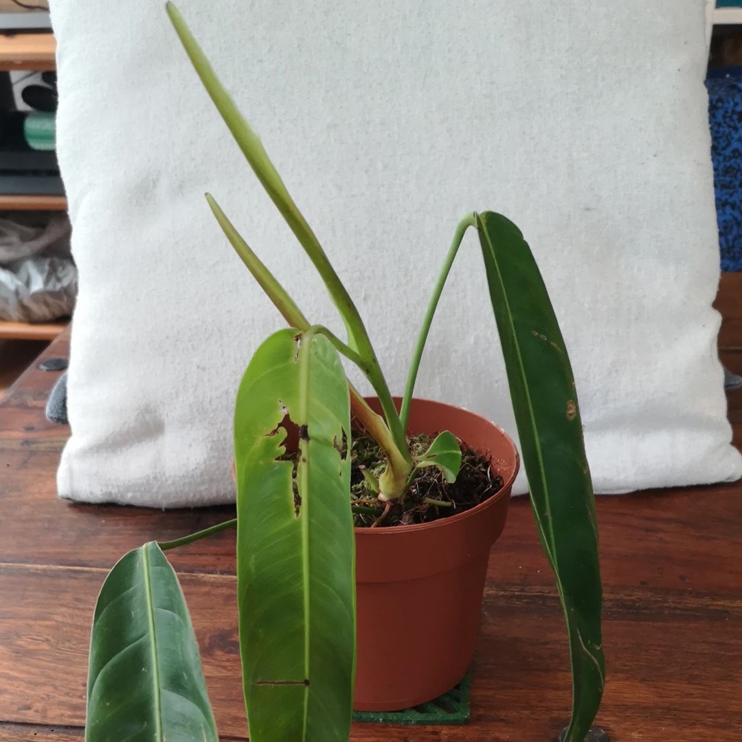How to Grow and Care for Philodendron patriciae