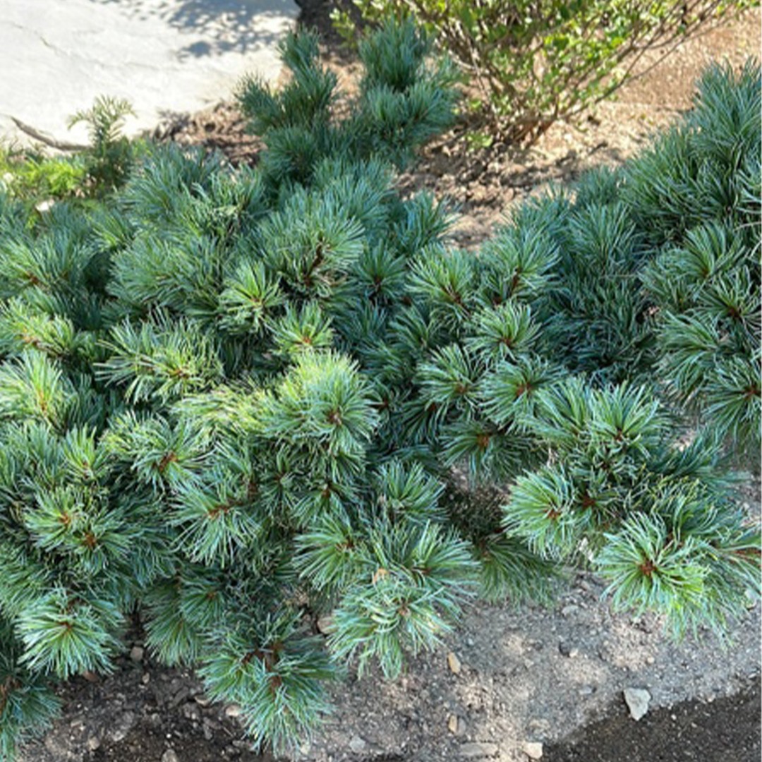 Pinus parviflora 'Adcock's Dwarf' - PictureThis
