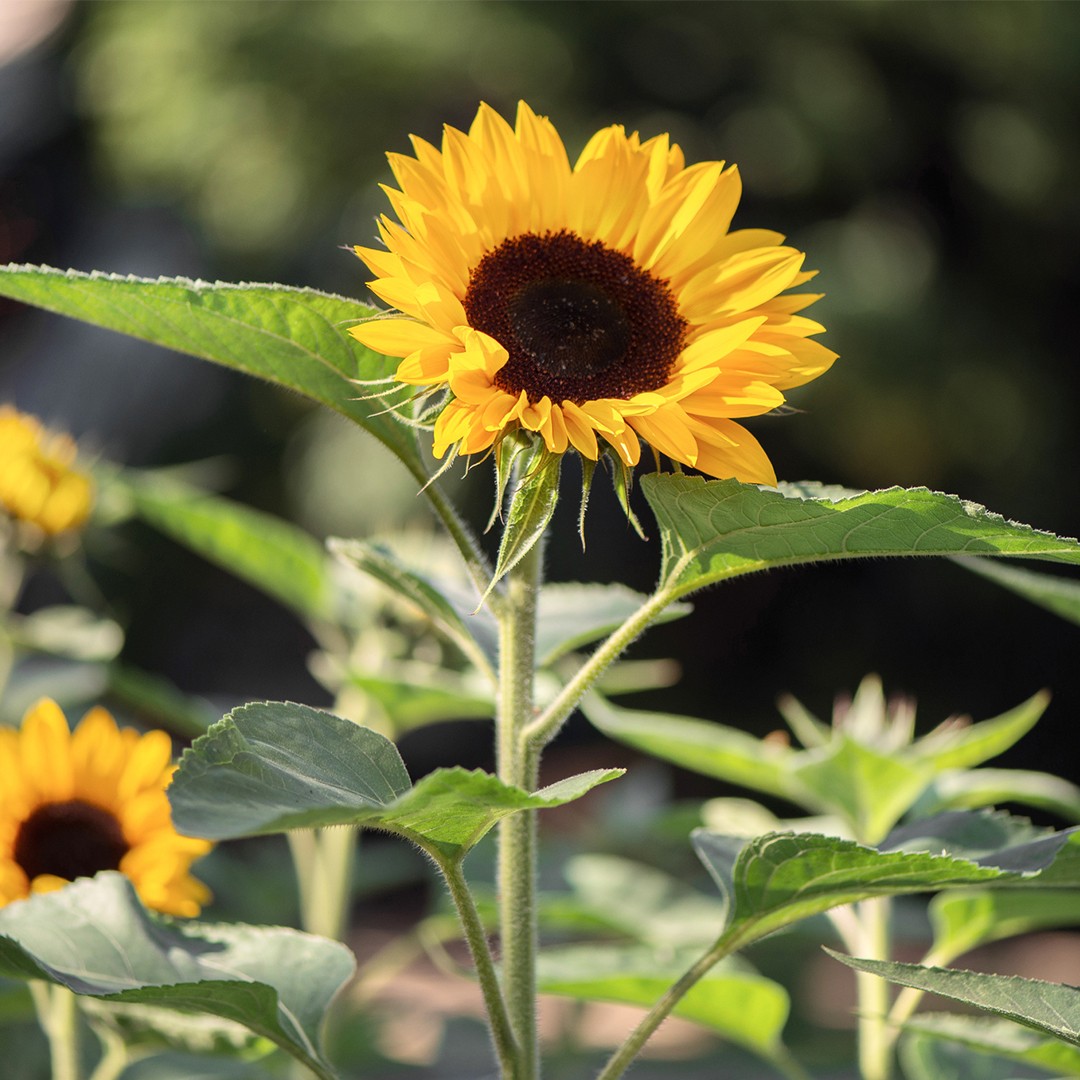 Helianthus annuus 'Tall Single' - PictureThis
