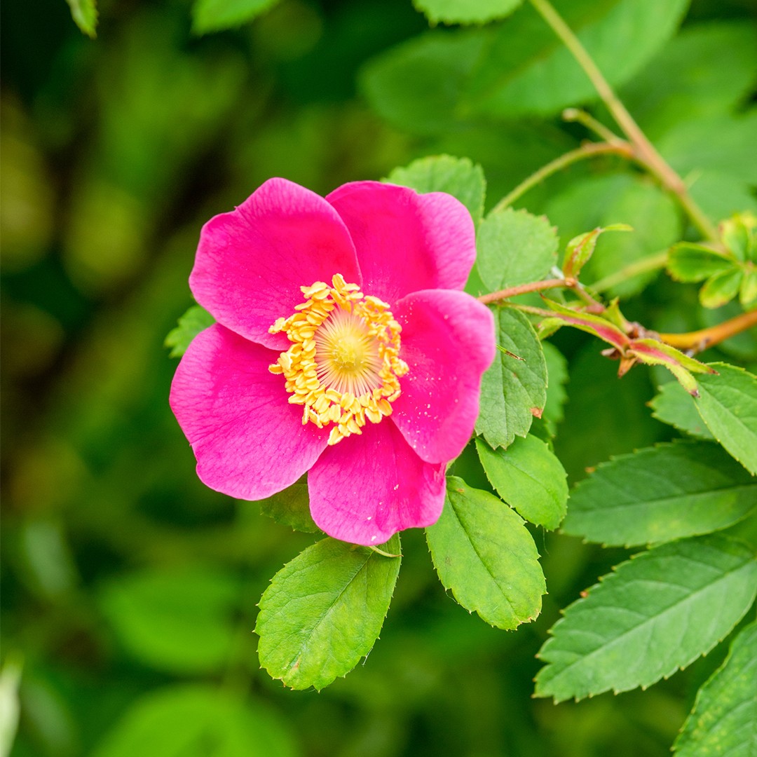 Nippon Roses Rosa nipponensis 照顧,種植,繁殖,開花時間 - PictureThis