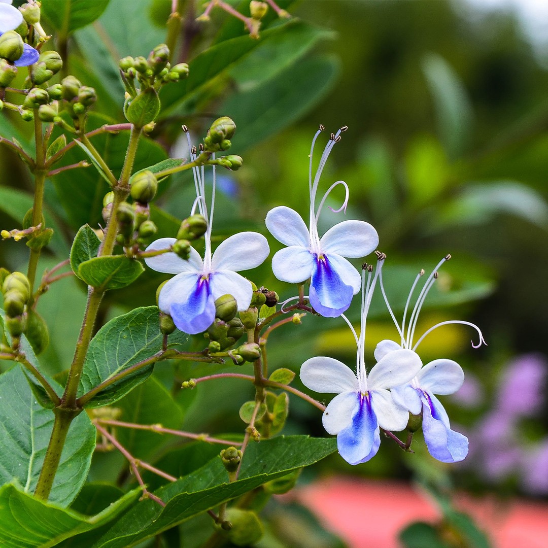 Rangoon creeper - Encyclopedia of Life