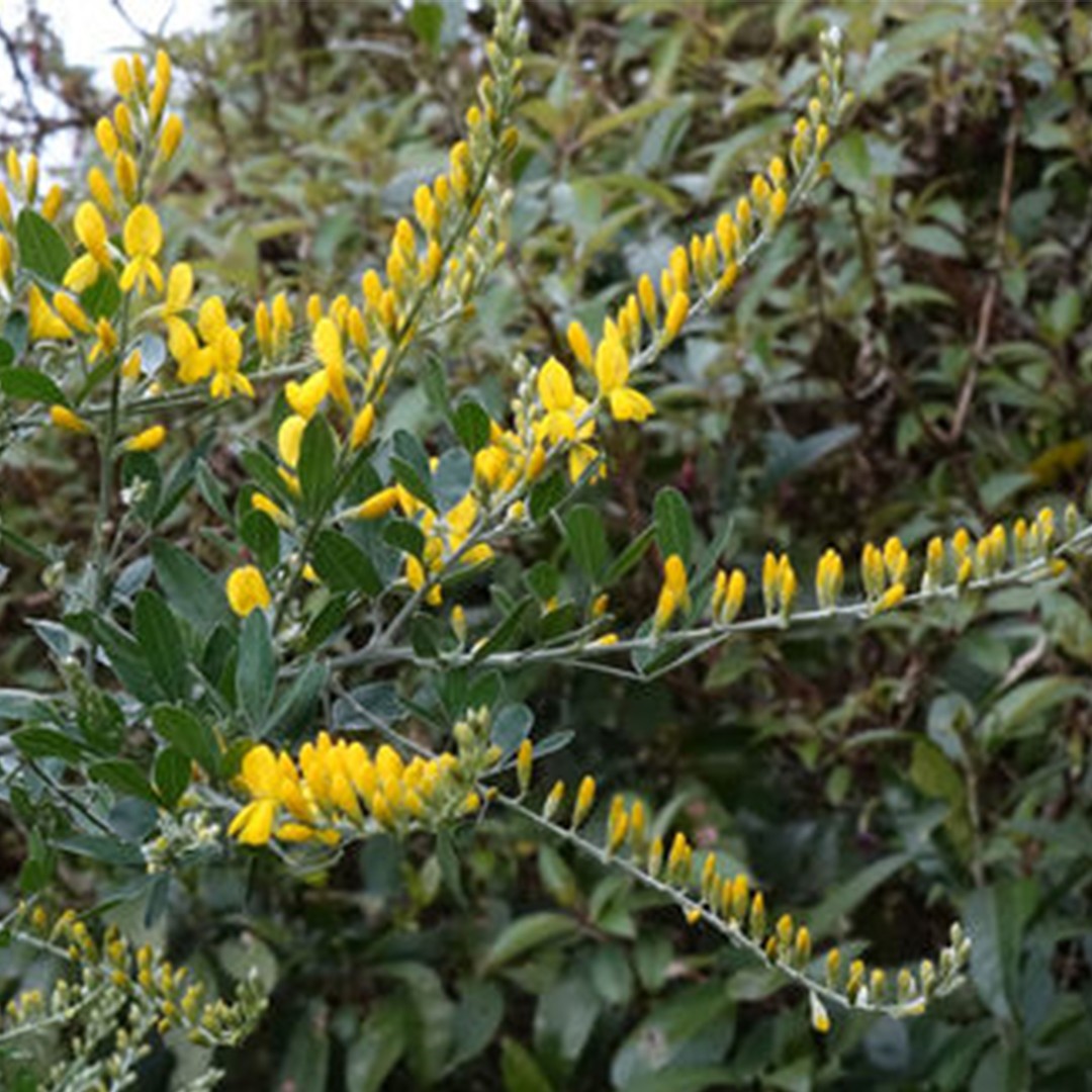 Leafy broom - Genista stenopetala (Taxonomy, Characteristics, Flower,  Images)