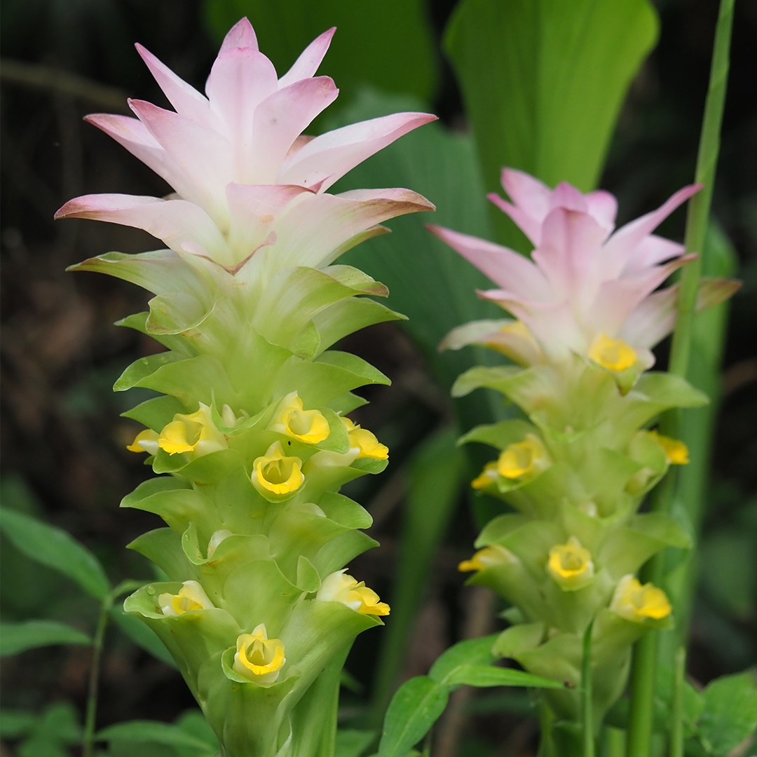 Safran curcuma